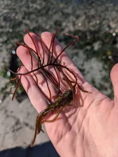 red sea spaghetti thumbnail 4