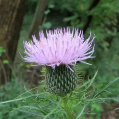 field thistle thumbnail 4