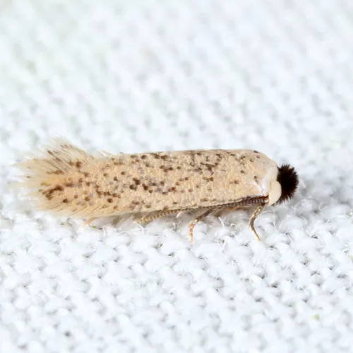Zimmermannia grandisella