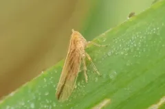 Stenocranus dorsalis thumbnail 4