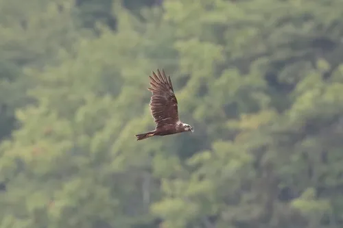 Western Marsh Harrier