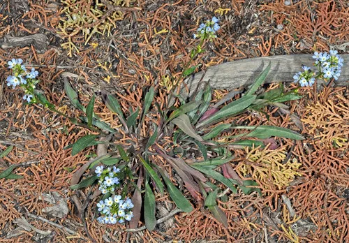Cusick's stickseed