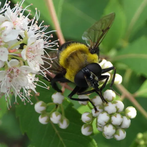 Bare-eyed Bee-mimic Fly