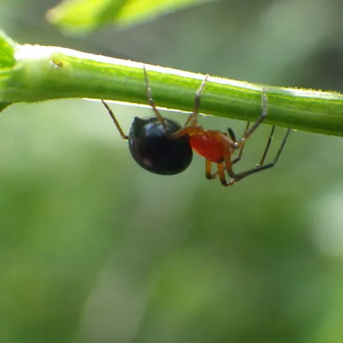 Peatland Sheetweb Weaver