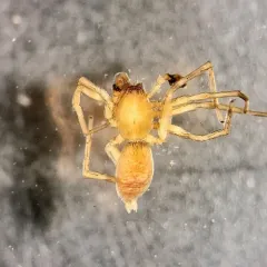 Clubiona bishopi thumbnail 1