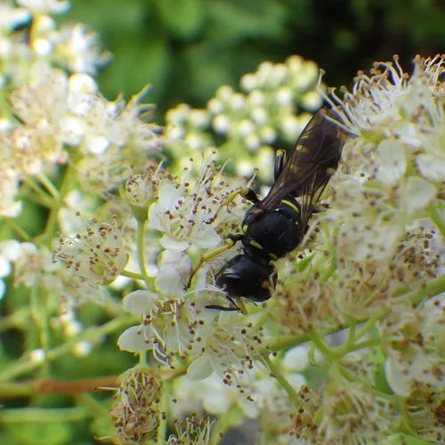 Ectemnius arcuatus
