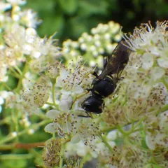 Ectemnius arcuatus thumbnail 1