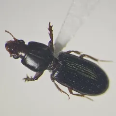 Digger Slope-rumped Beetle thumbnail 2