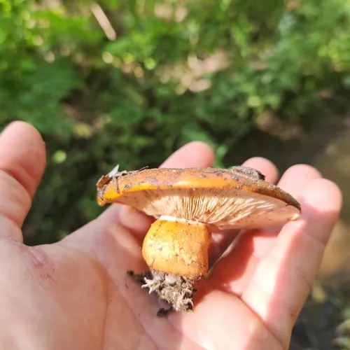 Tricholoma aurantium
