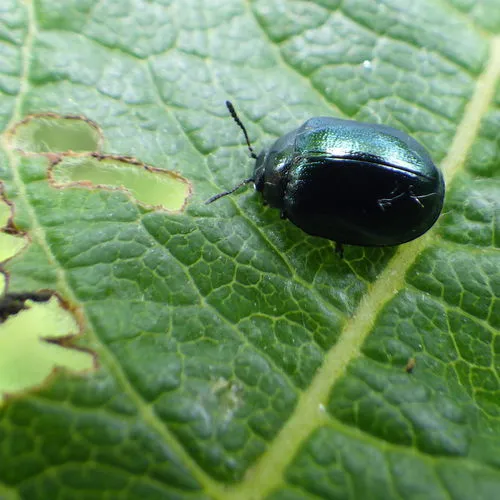 Willow Leaf Beetle