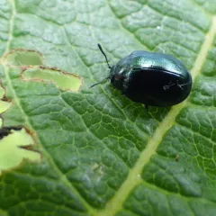 Willow Leaf Beetle thumbnail 1