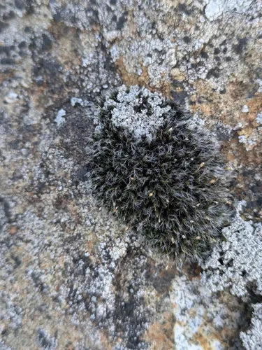 Grimmia Dry Rock Moss