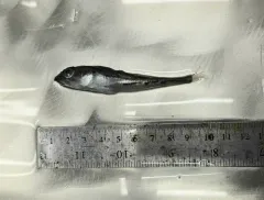 Bigeye Sculpin thumbnail 4