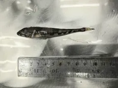 Moustache Sculpin thumbnail 4