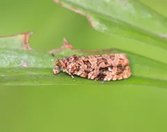 Labyrinth Moth thumbnail 2