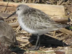 Curlew Sandpiper thumbnail 4