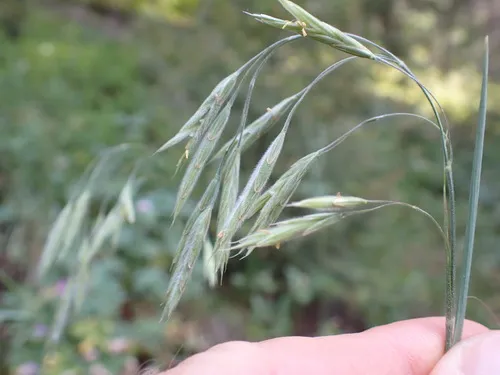richardson's brome