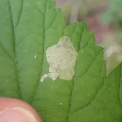 Metallus capitalis thumbnail 2