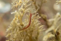 Micronereis nanaimoensis thumbnail 3