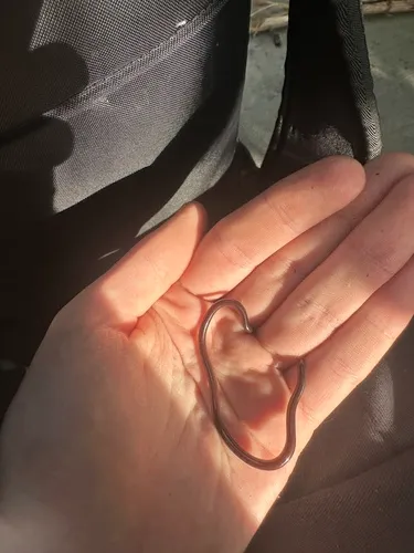 Brahminy Blindsnake