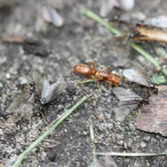 Murphy's Citronella Ant thumbnail 1