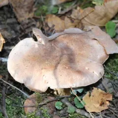 Tricholoma populinum thumbnail 2