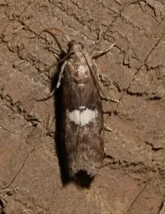 Engel's Salebriaria Moth thumbnail 3
