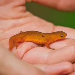 Red Eft