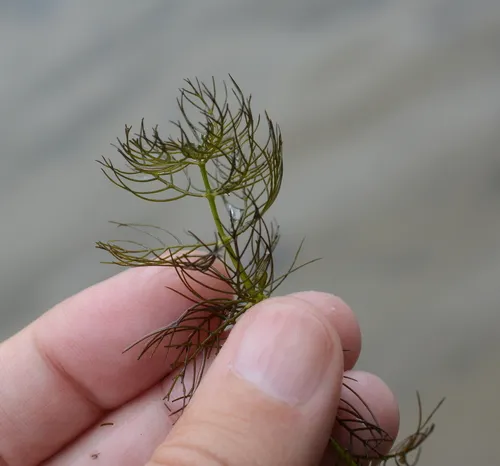 Siberian water-milfoil