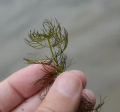 Siberian water-milfoil thumbnail 1