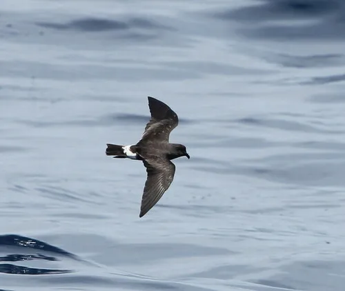 Band-rumped Storm-Petrel