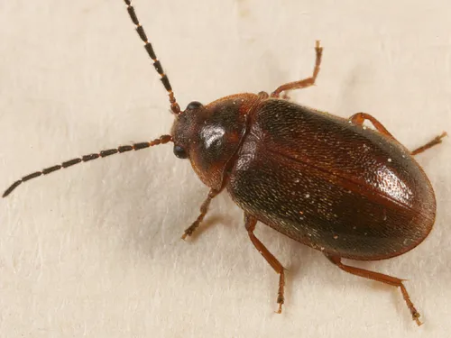 Sarabandus robustus