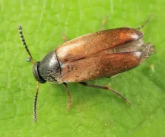 Yellow-winged False Flower Beetle thumbnail 3