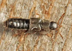 Aleochara littoralis thumbnail 2