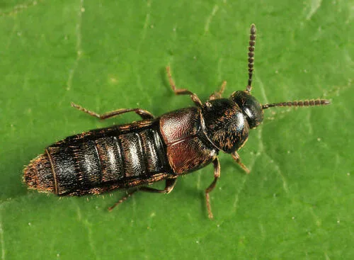 Aleochara rubripennis