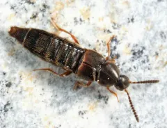 Aleochara sculptiventris thumbnail 2