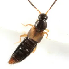 Atheta modesta thumbnail 3