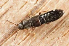 Atheta novaescotiae thumbnail 2