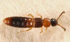 Atheta pennsylvanica thumbnail 1