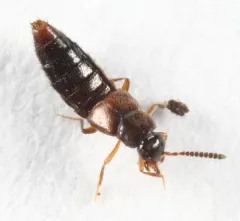 Distended Minute Rove Beetle thumbnail 3
