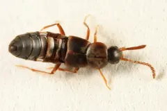 Devia prospera thumbnail 2
