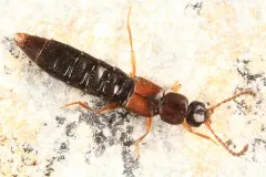 Dinaraea angustula thumbnail 3