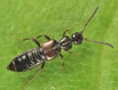 Dissected Minute Rove Beetle thumbnail 3