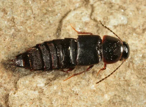 Gymnusa grandiceps