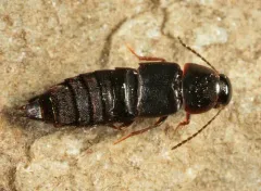 Gymnusa grandiceps thumbnail 1