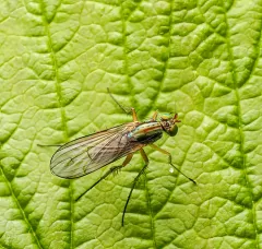 Dolichopus cuprinus thumbnail 3