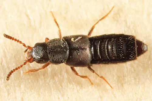 Halobrecta algophila