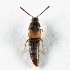 Nehemitropia lividipennis thumbnail 3