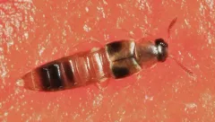 Silusida marginella thumbnail 4