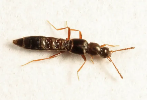 Tachyusa americana